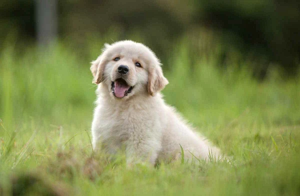 cachorro1-golden-apac-573163971208