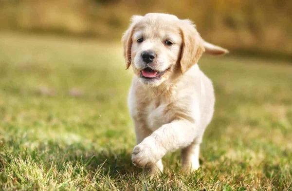 cachorro2-golden-apac-573163971208